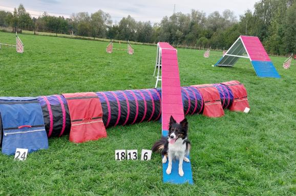 Český kynologický svaz ZKO Horní Suchá - 021 - AGILITY HORNÍ SUCHÁ 2025