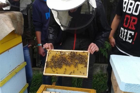 Obnova včelařství